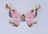  ( - Callipia-gb 0062)  @13 [ ] Copyright (2010) Unspecified Institut fuer Spezielle Zoologie und Evolutionsbiologie, Friedrich-Schiller Universitat Jena