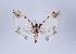  (Callipia walterfriedlii - Callipia-gb 0068)  @14 [ ] Copyright (2010) Unspecified Institut fuer Spezielle Zoologie und Evolutionsbiologie, Friedrich-Schiller Universitat Jena