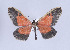 (Callipia levequei - Callipia-gb 0071)  @14 [ ] Copyright (2010) Unspecified Institut fuer Spezielle Zoologie und Evolutionsbiologie, Friedrich-Schiller Universitat Jena