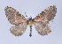  (Callipia fiedleri - Callipia-gb 0074)  @11 [ ] Copyright (2010) Unspecified Institut fuer Spezielle Zoologie und Evolutionsbiologie, Friedrich-Schiller Universitat Jena