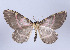  (Callipia lamasi - Callipia-gb 0075)  @11 [ ] Copyright (2010) Unspecified Institut fuer Spezielle Zoologie und Evolutionsbiologie, Friedrich-Schiller Universitat Jena