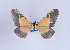  ( - Callipia-gb 0077)  @13 [ ] Copyright (2010) Unspecified Institut fuer Spezielle Zoologie und Evolutionsbiologie, Friedrich-Schiller Universitat Jena