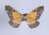  ( - Callipia-gb 0078)  @11 [ ] Copyright (2010) Unspecified Institut fuer Spezielle Zoologie und Evolutionsbiologie, Friedrich-Schiller Universitat Jena