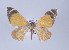  (Scotopteryx fulminata - Callipia-gb 0079)  @14 [ ] Copyright (2010) Unspecified Institut fuer Spezielle Zoologie und Evolutionsbiologie, Friedrich-Schiller Universitat Jena