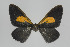  ( - Callipia-gb 0081)  @12 [ ] Copyright (2010) LAZS Institut fuer Spezielle Zoologie und Evolutionsbiologie, Friedrich-Schiller Universitat Jena