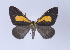  ( - Callipia-gb 0083)  @11 [ ] Copyright (2010) Unspecified Institut fuer Spezielle Zoologie und Evolutionsbiologie, Friedrich-Schiller Universitat Jena