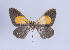  (Callipia aurata - Callipia-gb 0087)  @11 [ ] Copyright (2010) Unspecified Institut fuer Spezielle Zoologie und Evolutionsbiologie, Friedrich-Schiller Universitat Jena