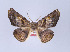  ( - ID 12718)  @14 [ ] Copyright (2010) Unspecified Institut fuer Spezielle Zoologie und Evolutionsbiologie, Friedrich-Schiller Universitat Jena