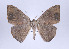  ( - ID 18366)  @13 [ ] Copyright (2010) Unspecified Institut fuer Spezielle Zoologie und Evolutionsbiologie, Friedrich-Schiller Universitat Jena