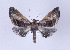  ( - ID 18367)  @14 [ ] Copyright (2010) Unspecified Institut fuer Spezielle Zoologie und Evolutionsbiologie, Friedrich-Schiller Universitat Jena
