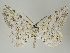  ( - ID 16947)  @14 [ ] Copyright (2010) Unspecified Institut fuer Spezielle Zoologie und Evolutionsbiologie, Friedrich-Schiller Universitat Jena