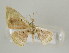  ( - ID 16975)  @13 [ ] Copyright (2010) Unspecified Institut fuer Spezielle Zoologie und Evolutionsbiologie, Friedrich-Schiller Universitat Jena