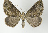  ( - ID 16988)  @14 [ ] Copyright (2010) Unspecified Institut fuer Spezielle Zoologie und Evolutionsbiologie, Friedrich-Schiller Universitat Jena