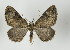  ( - ID 17006)  @14 [ ] Copyright (2010) Unspecified Institut fuer Spezielle Zoologie und Evolutionsbiologie, Friedrich-Schiller Universitat Jena