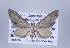  ( - ID 17101)  @14 [ ] Copyright (2010) Unspecified Institut fuer Spezielle Zoologie und Evolutionsbiologie, Friedrich-Schiller Universitat Jena