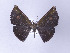  ( - ID 17133)  @12 [ ] Copyright (2010) Unspecified Institut fuer Spezielle Zoologie und Evolutionsbiologie, Friedrich-Schiller Universitat Jena