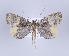  (Rucana bisecta - ID 17156)  @14 [ ] Copyright (2010) Unspecified Institut fuer Spezielle Zoologie und Evolutionsbiologie, Friedrich-Schiller Universitat Jena