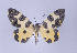  ( - ID 17235)  @13 [ ] Copyright (2010) Unspecified Institut fuer Spezielle Zoologie und Evolutionsbiologie, Friedrich-Schiller Universitat Jena