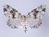  (Cidariophanes psittacaria - ID 17253)  @14 [ ] Copyright (2010) Unspecified Institut fuer Spezielle Zoologie und Evolutionsbiologie, Friedrich-Schiller Universitat Jena
