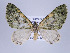  ( - ID 17257)  @14 [ ] Copyright (2010) Unspecified Institut fuer Spezielle Zoologie und Evolutionsbiologie, Friedrich-Schiller Universitat Jena