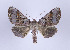  ( - ID 17269)  @14 [ ] Copyright (2010) Unspecified Institut fuer Spezielle Zoologie und Evolutionsbiologie, Friedrich-Schiller Universitat Jena