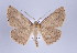  (Isochromodes pectinicornata group - ID 17274)  @15 [ ] Copyright (2010) Unspecified Institut fuer Spezielle Zoologie und Evolutionsbiologie, Friedrich-Schiller Universitat Jena