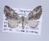  ( - ID 17308)  @14 [ ] Copyright (2010) Unspecified Institut fuer Spezielle Zoologie und Evolutionsbiologie, Friedrich-Schiller Universitat Jena