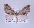  ( - ID 17317)  @14 [ ] Copyright (2010) Unspecified Institut fuer Spezielle Zoologie und Evolutionsbiologie, Friedrich-Schiller Universitat Jena