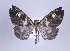  ( - ID 17347)  @14 [ ] Copyright (2010) Unspecified Institut fuer Spezielle Zoologie und Evolutionsbiologie, Friedrich-Schiller Universitat Jena