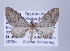  ( - ID 17381)  @14 [ ] Copyright (2010) Unspecified Institut fuer Spezielle Zoologie und Evolutionsbiologie, Friedrich-Schiller Universitat Jena