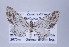  ( - ID 17382)  @14 [ ] Copyright (2010) Unspecified Institut fuer Spezielle Zoologie und Evolutionsbiologie, Friedrich-Schiller Universitat Jena