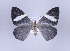  (Hagnagora hedwigae - ID 17397)  @14 [ ] Copyright (2010) Unspecified Institut fuer Spezielle Zoologie und Evolutionsbiologie, Friedrich-Schiller Universitat Jena