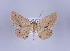  ( - ID 17401)  @14 [ ] Copyright (2010) Unspecified Institut fuer Spezielle Zoologie und Evolutionsbiologie, Friedrich-Schiller Universitat Jena