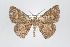  ( - ID 17441)  @13 [ ] Copyright (2010) Unspecified Institut fuer Spezielle Zoologie und Evolutionsbiologie, Friedrich-Schiller Universitat Jena