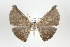  ( - ID 17445)  @13 [ ] Copyright (2010) Unspecified Institut fuer Spezielle Zoologie und Evolutionsbiologie, Friedrich-Schiller Universitat Jena