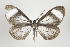  (Myrmecophantes - ID 17446)  @14 [ ] Copyright (2010) Unspecified Institut fuer Spezielle Zoologie und Evolutionsbiologie, Friedrich-Schiller Universitat Jena