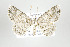  ( - ID 17471)  @14 [ ] Copyright (2010) Unspecified Institut fuer Spezielle Zoologie und Evolutionsbiologie, Friedrich-Schiller Universitat Jena