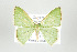  ( - ID 17473)  @14 [ ] Copyright (2010) Unspecified Institut fuer Spezielle Zoologie und Evolutionsbiologie, Friedrich-Schiller Universitat Jena