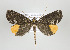  (Ischnopteris festiva - ID 17484)  @15 [ ] Copyright (2010) Unspecified Institut fuer Spezielle Zoologie und Evolutionsbiologie, Friedrich-Schiller Universitat Jena