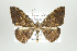  ( - ID 17576)  @14 [ ] Copyright (2010) Unspecified Institut fuer Spezielle Zoologie und Evolutionsbiologie, Friedrich-Schiller Universitat Jena
