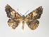  ( - ID 17644)  @15 [ ] Copyright (2010) Unspecified Institut fuer Spezielle Zoologie und Evolutionsbiologie, Friedrich-Schiller Universitat Jena