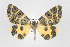  ( - ID 17647)  @13 [ ] Copyright (2010) Unspecified Institut fuer Spezielle Zoologie und Evolutionsbiologie, Friedrich-Schiller Universitat Jena