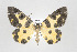  ( - ID 17649)  @13 [ ] Copyright (2010) Unspecified Institut fuer Spezielle Zoologie und Evolutionsbiologie, Friedrich-Schiller Universitat Jena