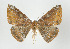  ( - ID 17668)  @13 [ ] Copyright (2010) Unspecified Institut fuer Spezielle Zoologie und Evolutionsbiologie, Friedrich-Schiller Universitat Jena