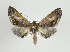  ( - ID 17709)  @14 [ ] Copyright (2010) Unspecified Institut fuer Spezielle Zoologie und Evolutionsbiologie, Friedrich-Schiller Universitat Jena
