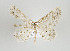  ( - ID 17742)  @13 [ ] Copyright (2010) Unspecified Institut fuer Spezielle Zoologie und Evolutionsbiologie, Friedrich-Schiller Universitat Jena
