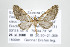  (Eupithecia parallaxis - ID 17765)  @14 [ ] Copyright (2010) Unspecified Institut fuer Spezielle Zoologie und Evolutionsbiologie, Friedrich-Schiller Universitat Jena