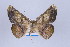  ( - External-gb 0001)  @13 [ ] Copyright (2010) Unspecified Institut fuer Spezielle Zoologie und Evolutionsbiologie, Friedrich-Schiller Universitat Jena