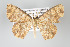  (Cyclophora nodigeraDHJ01 - GeoCR 25003)  @14 [ ] Copyright (2010) Unspecified Institut fuer Spezielle Zoologie und Evolutionsbiologie, Friedrich-Schiller Universitat Jena