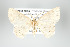  (Cyclophora ruficosta - GeoCR 26680)  @11 [ ] Copyright (2010) Unspecified Institut fuer Spezielle Zoologie und Evolutionsbiologie, Friedrich-Schiller Universitat Jena